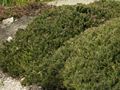 Juniperus horizontalis-1 Jałowiec płożący